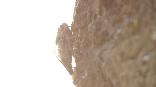 cicadas is climbing on the tree - Footage, Video