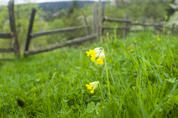 Πασχαλίτσα, primrose Primula veris - Φωτογραφία, εικόνα