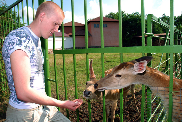 Молодий чоловік годує оленя в зоопарку
 - Фото, зображення