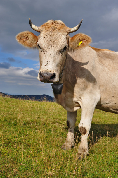 Kuh auf einer Sommer-Alm - Foto, Bild
