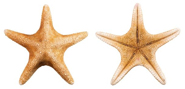 étoile de mer - Photo, image