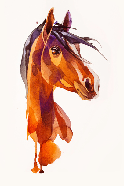 馬のドローイング ヘッド - 写真・画像