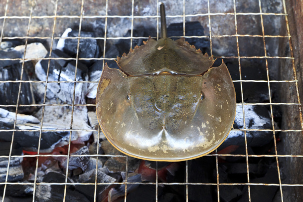 Horseshoe krab op barbecue grills. - Foto, afbeelding