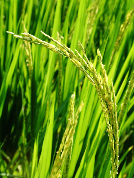riziculture dans une rizière
 - Photo, image