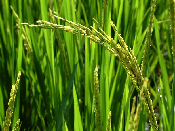 рис, що росте в пелюстковому полі
 - Фото, зображення