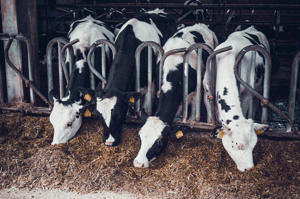 Dairy cows on a farm - Zdjęcie, obraz