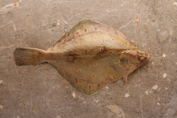 Ryby morskie świeże - Zdjęcie, obraz