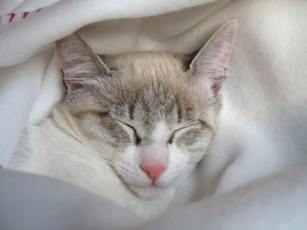 γάτα στον ύπνο - Φωτογραφία, εικόνα