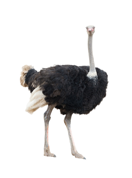 este é avestruz isolado
 - Foto, Imagem