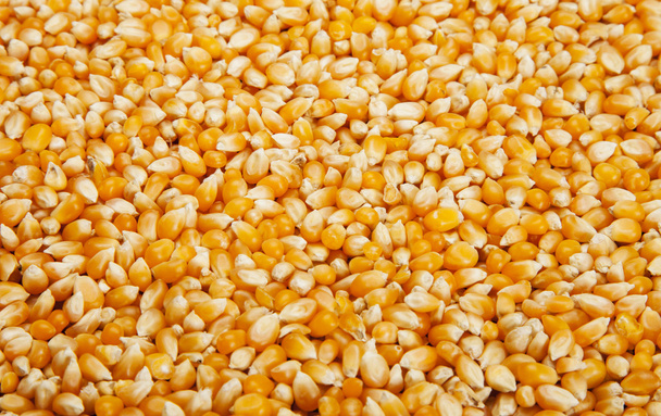 Bulk of corn grains - Фото, зображення