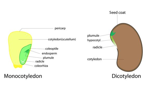 Semena rostlin vektor - Vektor, obrázek