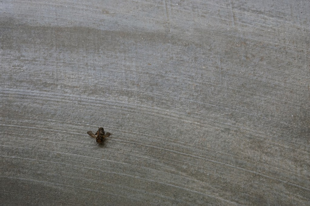 abelha minúscula no chão de concreto
 - Foto, Imagem
