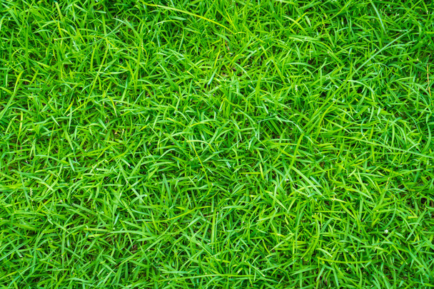 spring green grass - Foto, afbeelding