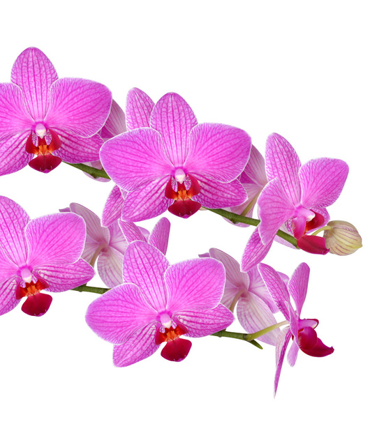 Gros plan d'une orchidée pourpre
 - Photo, image