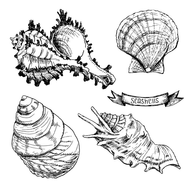 Set of Seashells - Фото, зображення