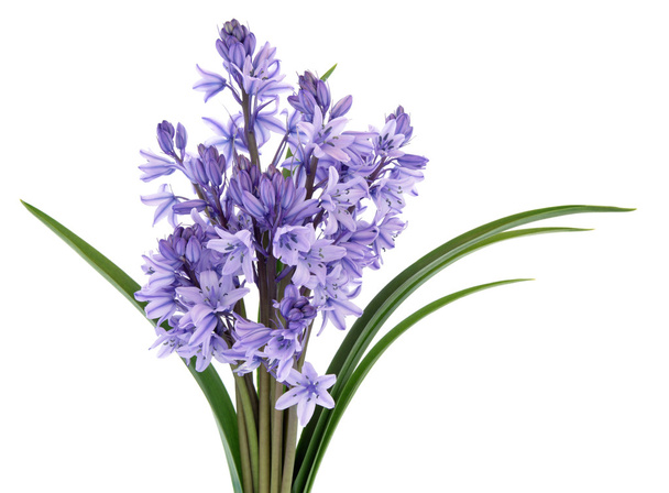 Bluebell bloemen - Foto, afbeelding