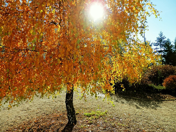 Podzimní příroda a výhled z rostlin a stromů. - Fotografie, Obrázek