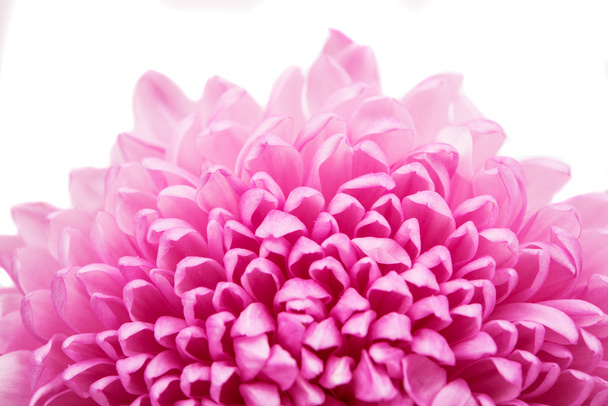 schöne lila Chrysanthemen aus nächster Nähe - Foto, Bild