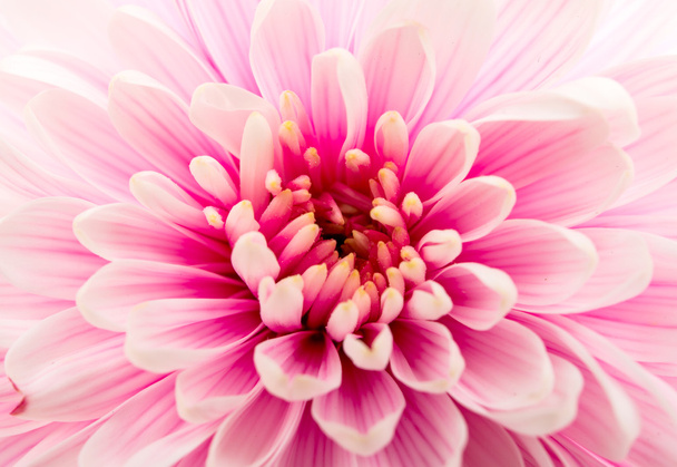 Krásné fialové chryzantéma zblízka - Fotografie, Obrázek