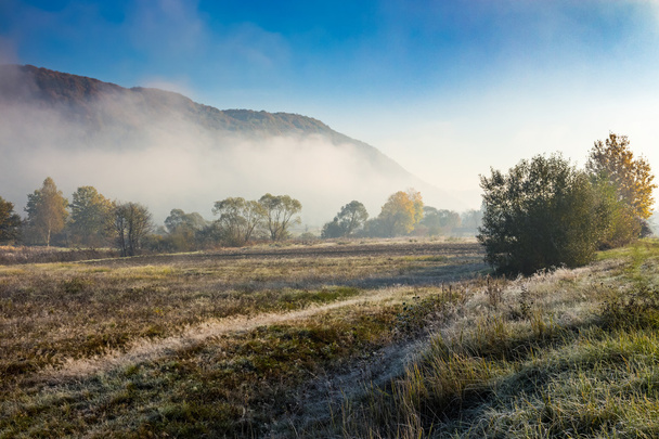morning fog among trees - Foto, Bild