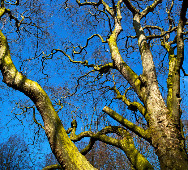 Park im Londoner Frühlingshimmel und alter toter Baum  - Foto, Bild
