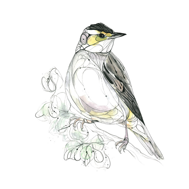 Pássaro desenhado à mão aquarela. Ilustração vetorial
 - Vetor, Imagem