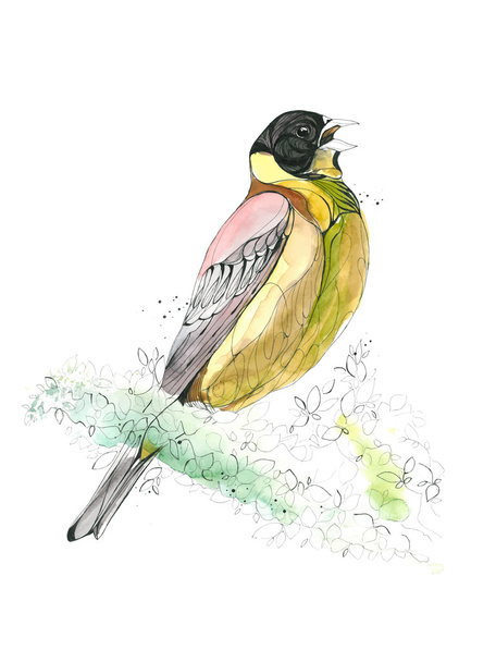 Pássaro desenhado à mão aquarela. Ilustração vetorial
 - Vetor, Imagem