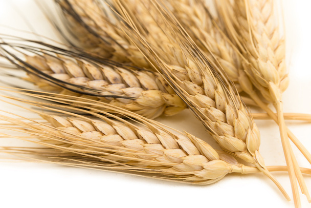 Уши пшеницы
 - Фото, изображение