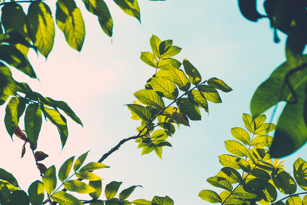 κλαδί δέντρου, πάνω από το φόντο θολή πράσινα φύλλα - Φωτογραφία, εικόνα