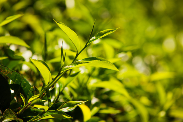 πράσινα φύλλα τσαγιού στη Σρι Λάνκα closeup - Φωτογραφία, εικόνα