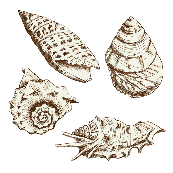 Set of Seashells - Fotó, kép