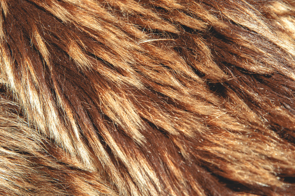 brown a fur background - Photo, Image