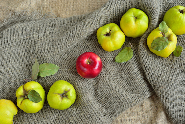 Одно красное яблоко среди айвы на фоне мешковины
 - Фото, изображение