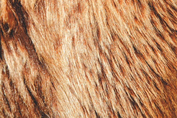 marrón un fondo de piel
 - Foto, Imagen