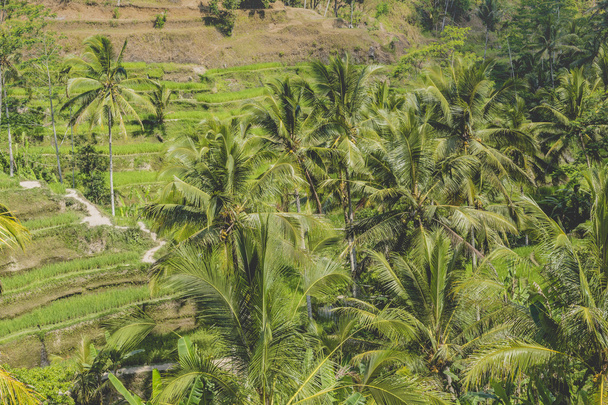 Güzel yeşil Teras paddy alanların Bali, Endonezya - Fotoğraf, Görsel