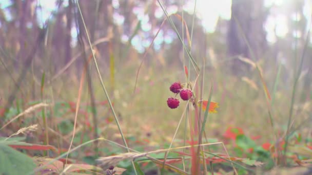 Fresa silvestre en el wild2
 - Metraje, vídeo