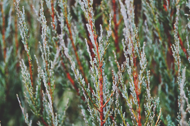 Thuja with cones on a background of plant nursery - Fotoğraf, Görsel