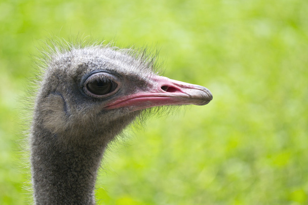 nieuwsgierig struisvogel portret op een groene achtergrond - Foto, afbeelding