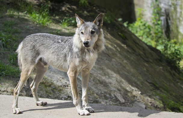 Enfermera de Grey Wolf Forest
 - Foto, Imagen