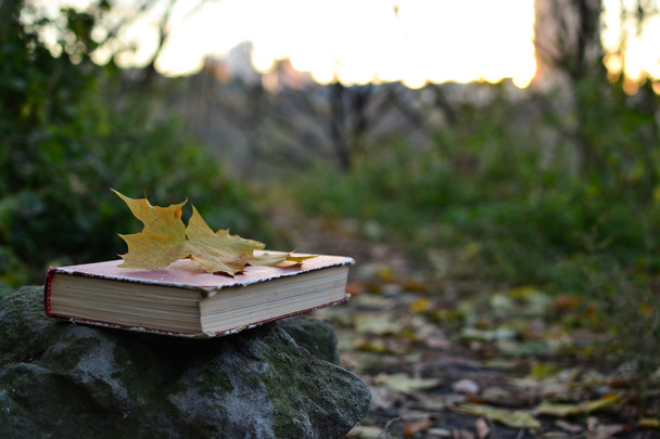 Винтажная книга с упавшим листом.
 - Фото, изображение