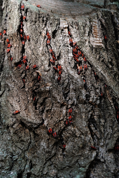 Firebug - Pychhocoris apterus
 - Фото, изображение