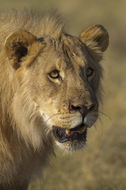Gros plan sur le jeune lion mâle
 - Photo, image