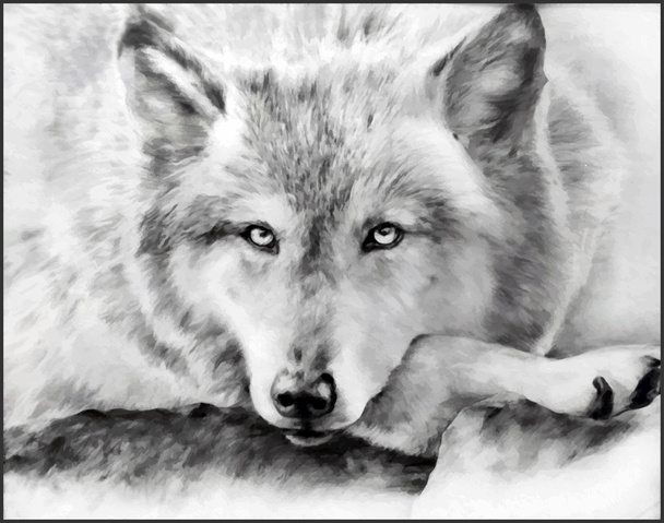 loup peint en noir et blanc
 - Vecteur, image
