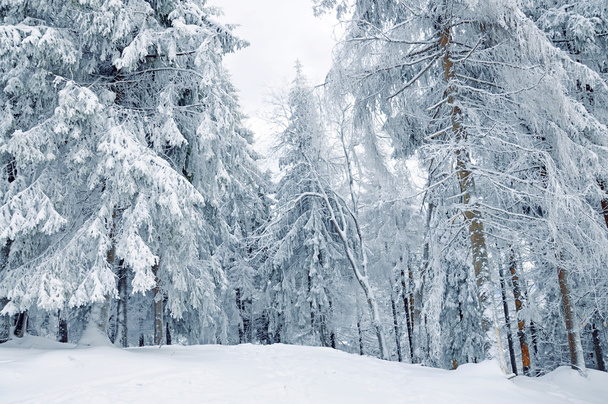 bosque cubierto de nieve de invierno - Foto, Imagen