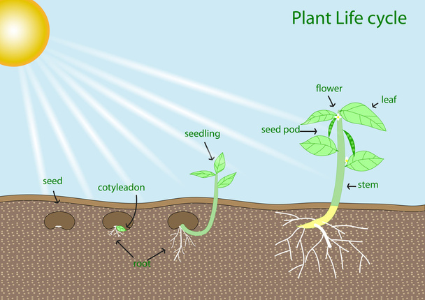 cykl życia roślin - Wektor, obraz