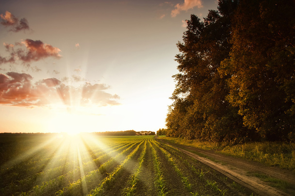 sledování v kukuřičném poli při západu slunce - Fotografie, Obrázek