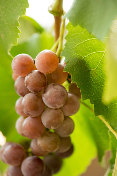 Bossen van rode druiven op grapevine. Selectieve aandacht. - Foto, afbeelding
