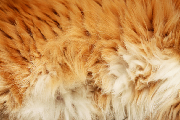 bolyhos szőrzet gyömbér macska közelről - Fotó, kép