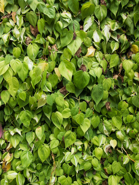grüne Pflanzenmauer - Foto, Bild
