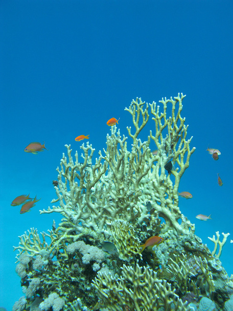 coral reef with great yellow fire coral in tropical sea, underwater - Photo, Image